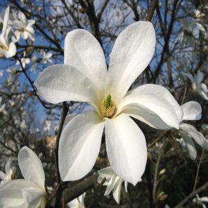 bloem magnolia
