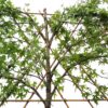 Leiamberboom