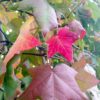 amberboom blad